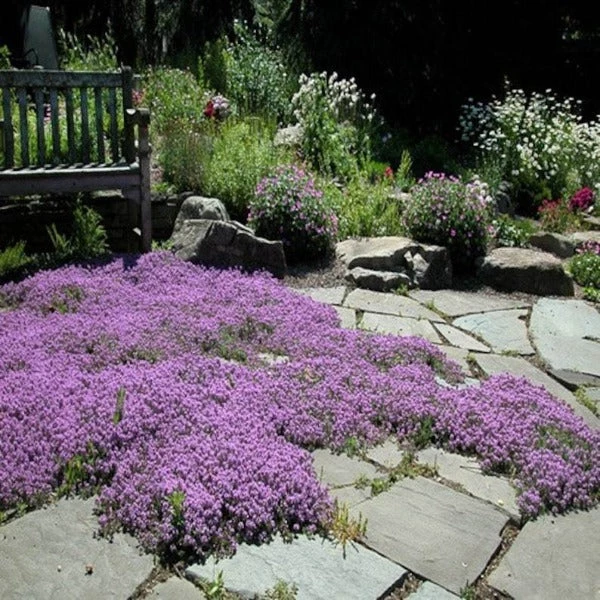 Garden Goods Direct Red Creeping Thyme Perennials 3 Garden Goods Direct Red Creeping Thyme Perennials