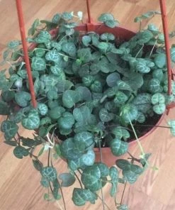 Garden Goods Direct House Plants String Of Hearts Plants 6 Garden Goods Direct House Plants String Of Hearts Plants