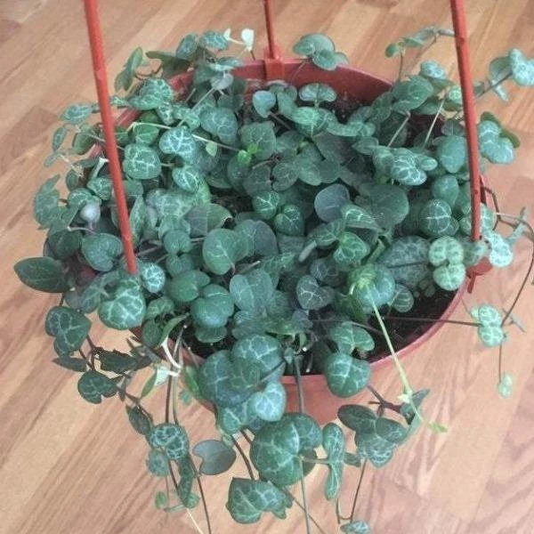 Garden Goods Direct House Plants String Of Hearts Plants 3 Garden Goods Direct House Plants String Of Hearts Plants