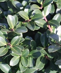 Garden Goods Direct Shrubs Green Luster Holly