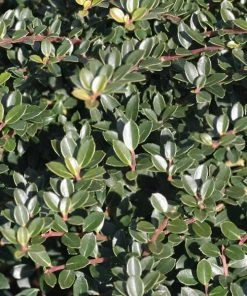 Garden Goods Direct Shrubs Helleri Holly