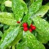 Garden Goods Direct Shrubs Gold Dust Aucuba