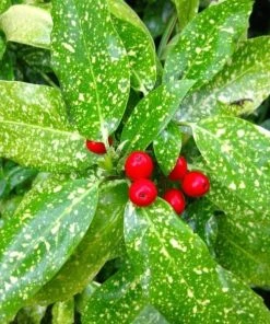 Garden Goods Direct Shrubs Gold Dust Aucuba