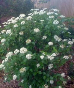 Garden Goods Direct Proven Winners® Color Choice® Blue Muffin® Viburnum Shrubs