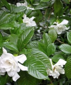 Garden Goods Direct Shrubs Gardenia Fragrant Pathways