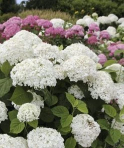 Garden Goods Direct Proven Winners® Color Choice® Incrediball® Hydrangea 6 Garden Goods Direct Proven Winners® Color Choice® Incrediball® Hydrangea