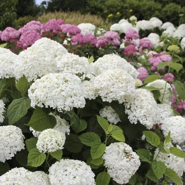 Garden Goods Direct Proven Winners® Color Choice® Incrediball® Hydrangea 3 Garden Goods Direct Proven Winners® Color Choice® Incrediball® Hydrangea
