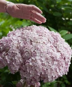 Garden Goods Direct Shrubs Proven Winners® Color Choice® Incrediball® Blush Hydrangea