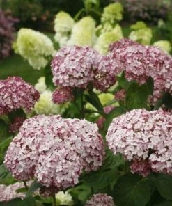 Garden Goods Direct Shrubs Proven Winners® Color Choice® Incrediball® Blush Hydrangea