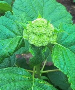 Garden Goods Direct Proven Winners® Color Choice® Incrediball® Hydrangea 7 Garden Goods Direct Proven Winners® Color Choice® Incrediball® Hydrangea