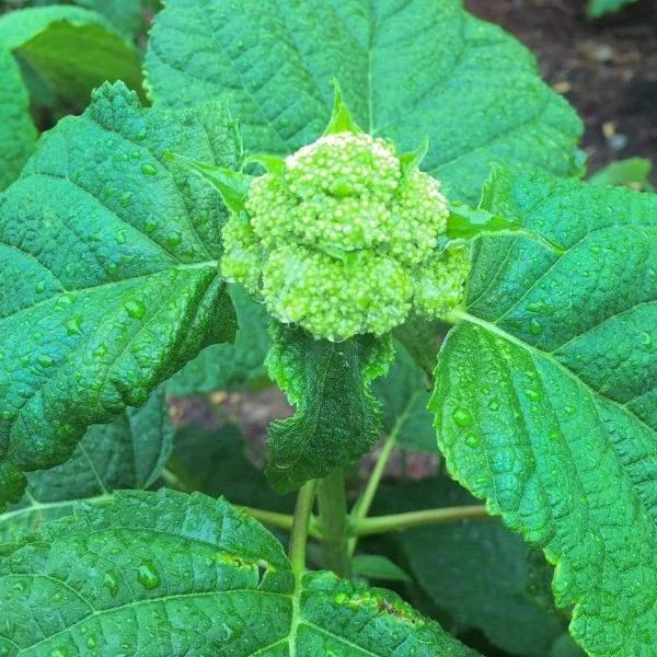 Garden Goods Direct Proven Winners® Color Choice® Incrediball® Hydrangea 4 Garden Goods Direct Proven Winners® Color Choice® Incrediball® Hydrangea