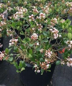 Garden Goods Direct Eleanor Taber™ Indian Hawthorn Shrubs 7 Garden Goods Direct Eleanor Taber™ Indian Hawthorn Shrubs