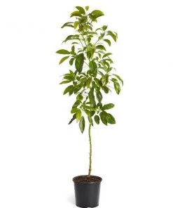 Garden Goods Direct Fruit & Nut Hass Avocado Tree