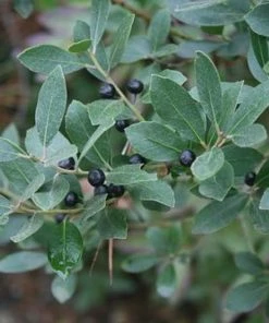 Garden Goods Direct Nordic Inkberry Holly Shrubs 6 Garden Goods Direct Nordic Inkberry Holly Shrubs