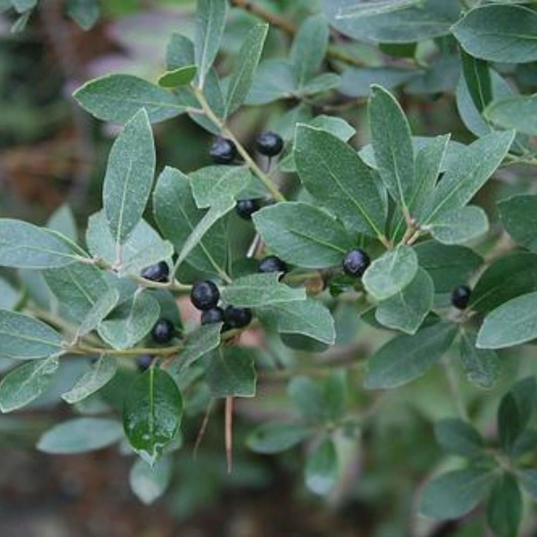 Garden Goods Direct Nordic Inkberry Holly Shrubs 3 Garden Goods Direct Nordic Inkberry Holly Shrubs