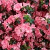Garden Goods Direct Shrubs Azalea Blaauw's Pink