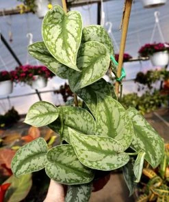 Garden Goods Direct Satin Pothos