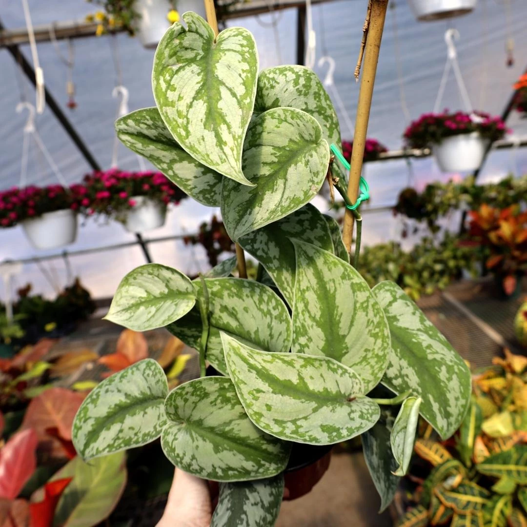 Garden Goods Direct Satin Pothos 2 Garden Goods Direct Satin Pothos