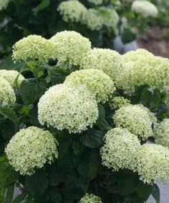 Garden Goods Direct Shrubs Invincibelle Limetta® Hydrangea