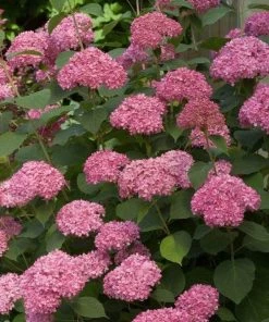 Garden Goods Direct Proven Winners® Color Choice® Invincibelle® Spirit II Hydrangea