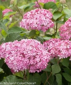 Garden Goods Direct Proven Winners® Color Choice® Invincibelle® Spirit II Hydrangea