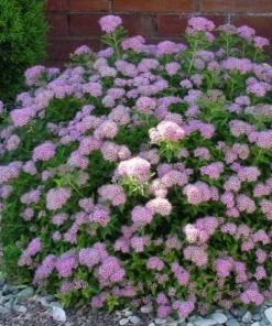 Garden Goods Direct Little Princess Spirea 7 Garden Goods Direct Little Princess Spirea