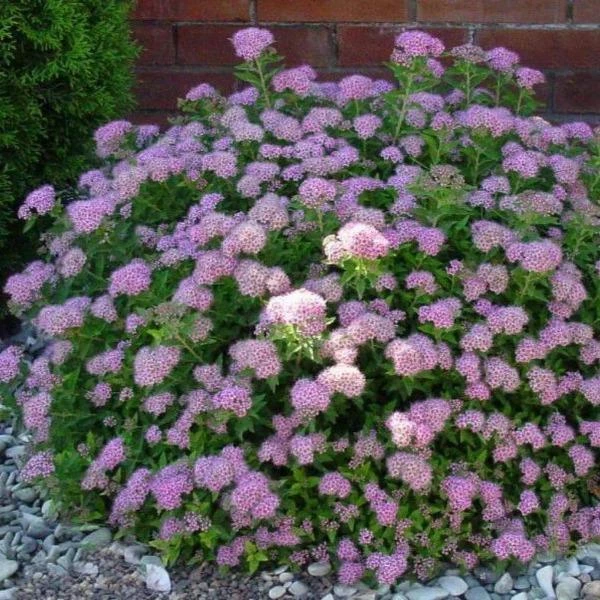 Garden Goods Direct Little Princess Spirea 4 Garden Goods Direct Little Princess Spirea
