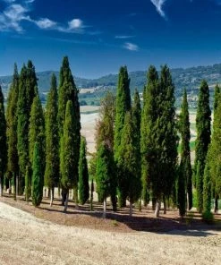 Garden Goods Direct Trees Italian Cypress 7 Garden Goods Direct Trees Italian Cypress