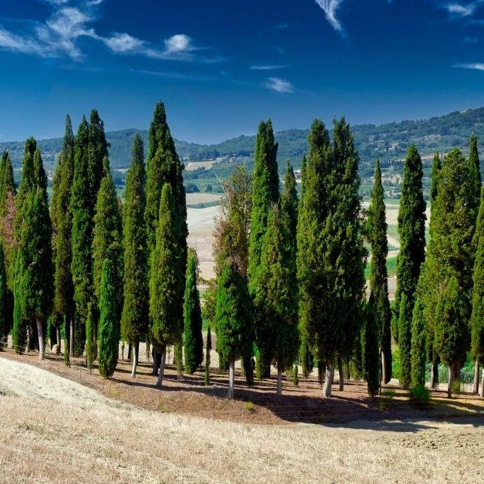 Garden Goods Direct Trees Italian Cypress 4 Garden Goods Direct Trees Italian Cypress