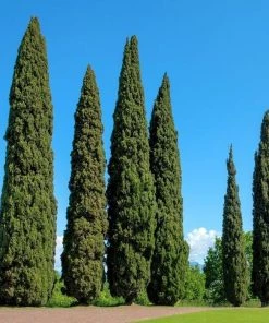 Garden Goods Direct Trees Italian Cypress