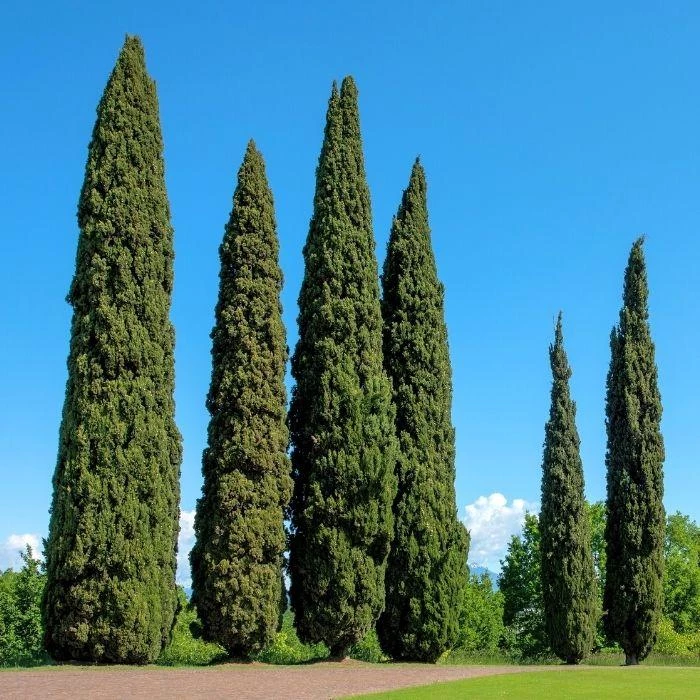 Garden Goods Direct Trees Italian Cypress 2 Garden Goods Direct Trees Italian Cypress