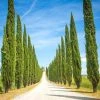 Garden Goods Direct Trees Italian Cypress