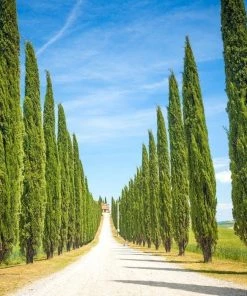 Garden Goods Direct Trees Italian Cypress