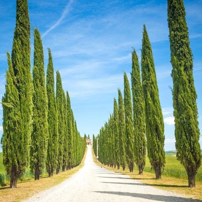 Garden Goods Direct Trees Italian Cypress 1 Garden Goods Direct Trees Italian Cypress