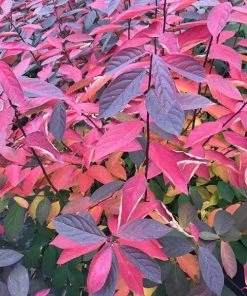 Garden Goods Direct Shrubs Proven Winners® Color Choice® Scentlandia® Itea 6 Garden Goods Direct Shrubs Proven Winners® Color Choice® Scentlandia® Itea