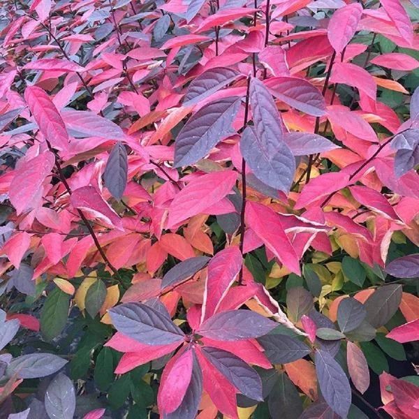 Garden Goods Direct Shrubs Proven Winners® Color Choice® Scentlandia® Itea 3 Garden Goods Direct Shrubs Proven Winners® Color Choice® Scentlandia® Itea