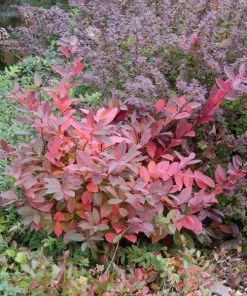 Garden Goods Direct Shrubs Proven Winners® Color Choice® Scentlandia® Itea 7 Garden Goods Direct Shrubs Proven Winners® Color Choice® Scentlandia® Itea