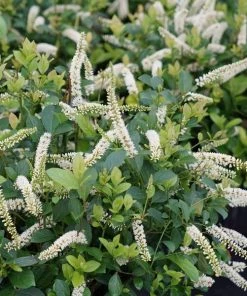 Garden Goods Direct Shrubs Proven Winners® Color Choice® Scentlandia® Itea