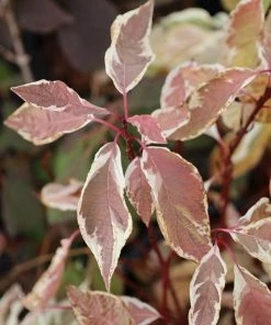 Garden Goods Direct Ivory Halo Dogwood
