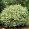 Garden Goods Direct Ivory Halo Dogwood