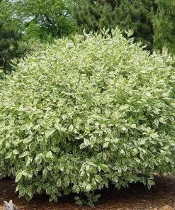 Garden Goods Direct Ivory Halo Dogwood