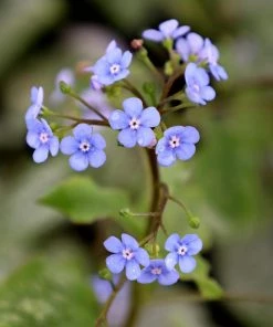 Garden Goods Direct Brunnera Jack Frost