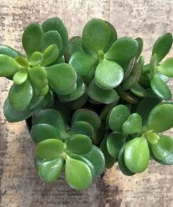 Garden Goods Direct Mini Leaf Jade Plants