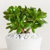 Garden Goods Direct Jade Plant