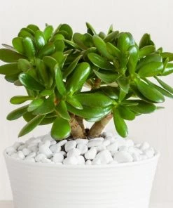 Garden Goods Direct Jade Plant