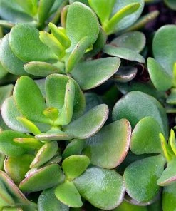 Garden Goods Direct Jade Plant