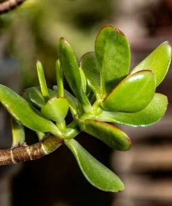 Garden Goods Direct Jade Plant