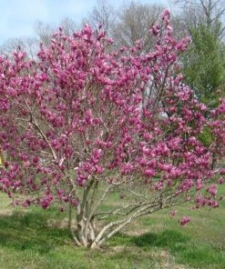 Garden Goods Direct Trees Jane Magnolia 6 Garden Goods Direct Trees Jane Magnolia