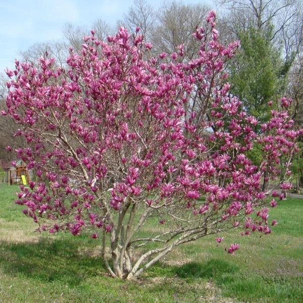 Garden Goods Direct Trees Jane Magnolia 3 Garden Goods Direct Trees Jane Magnolia