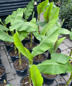 Garden Goods Direct Banana 'Musa Basjoo'